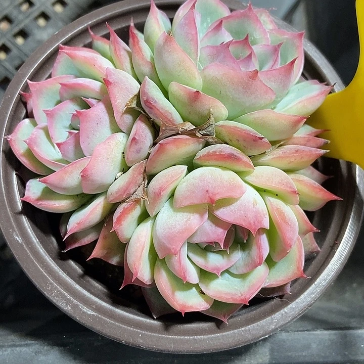 多肉植物侧影855多肉