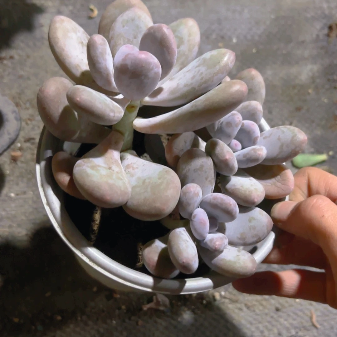 桃美人整桩新疆包邮