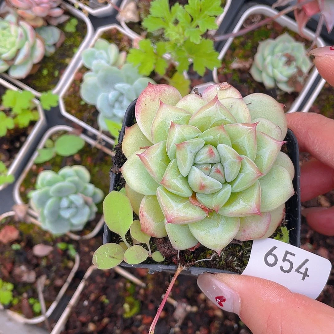 654。  卡系。