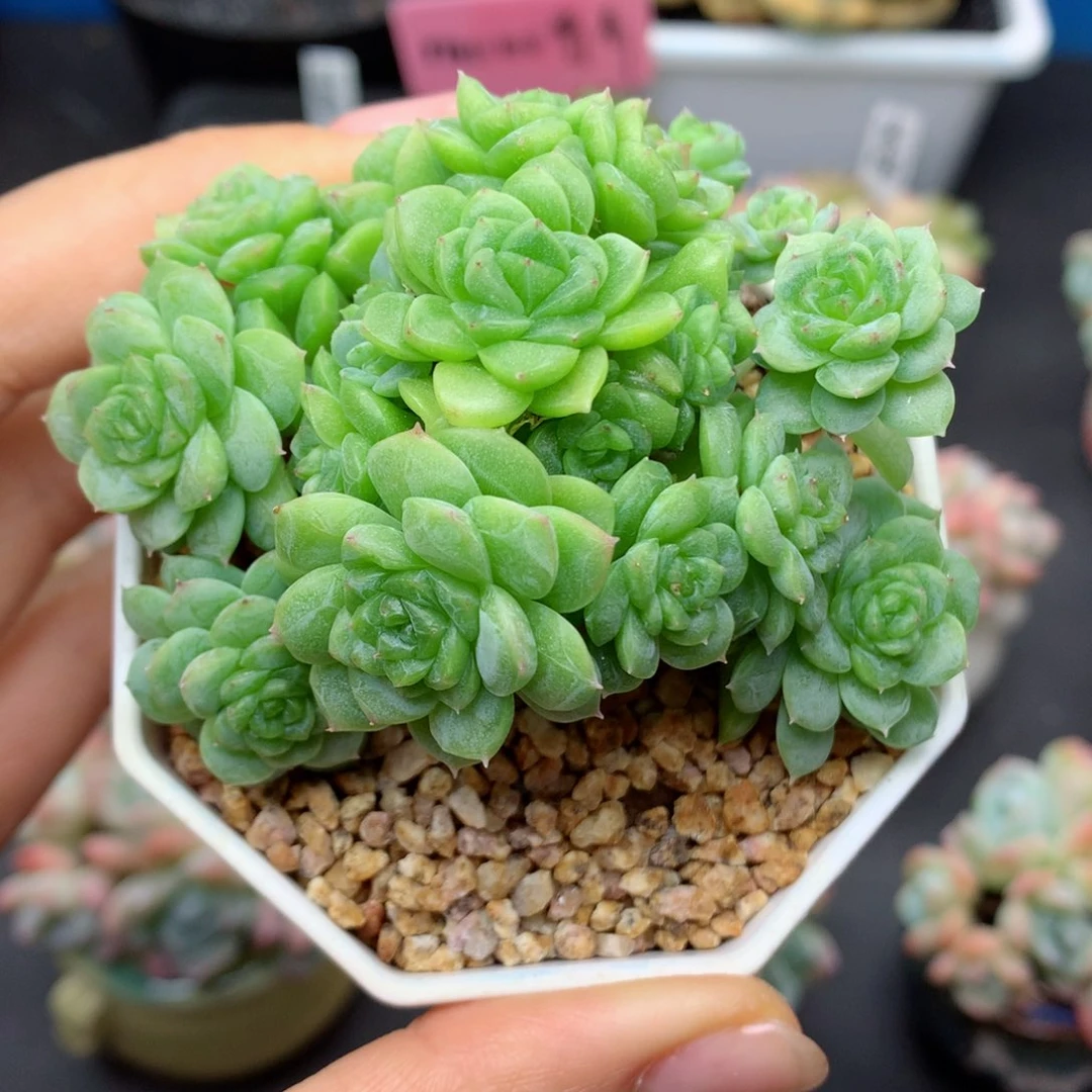 58包邮  群生不包整01