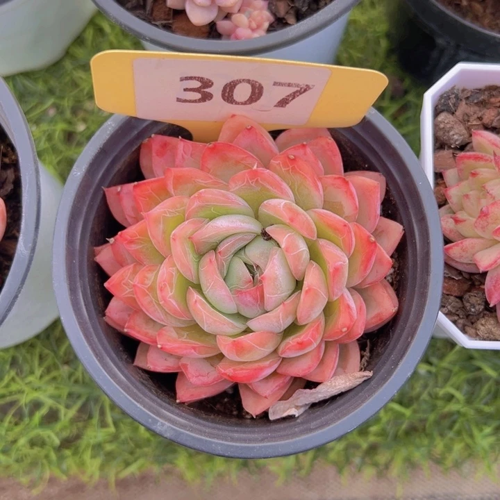 健健康康平平安安