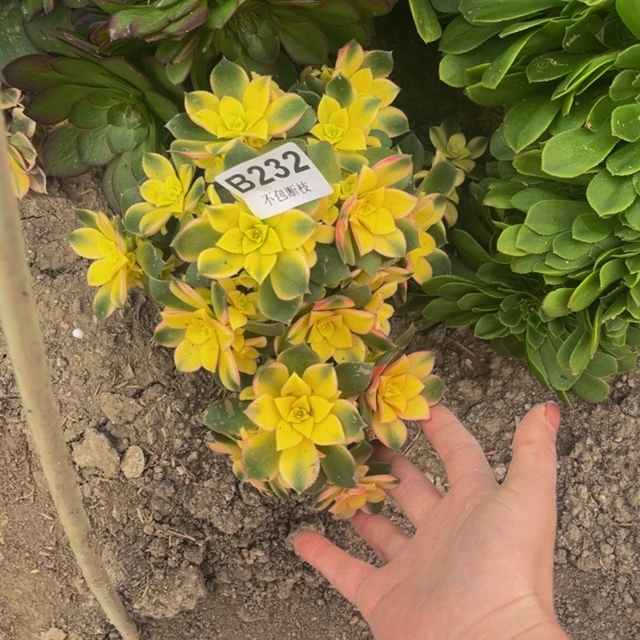 232艳日辉多肉法师不包断枝