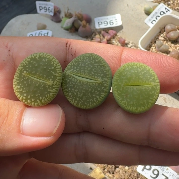 用***3P997绿光阳多肉大苗