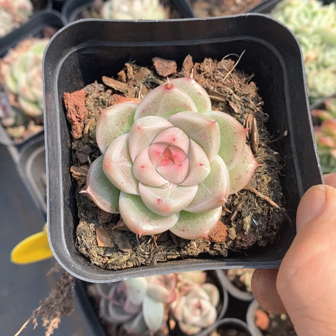 精品多肉一物一拍不包整67