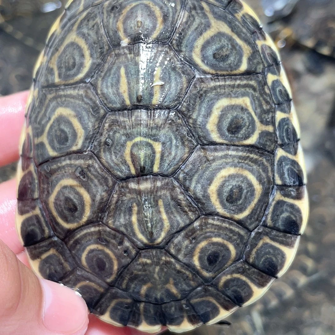 宠物龟不分公母大河