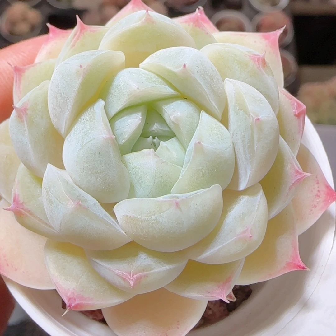 花语多肉1214-109包子