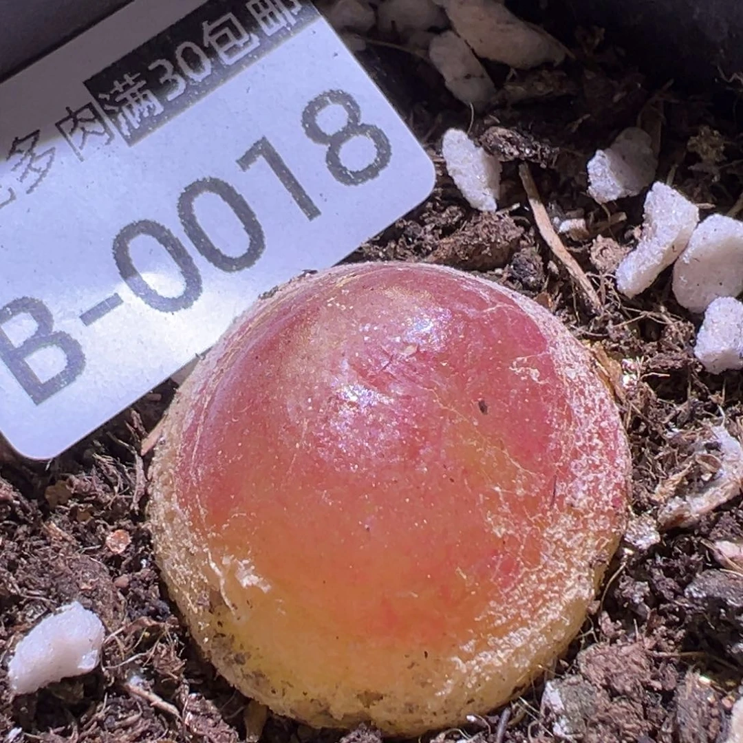 多肉植物1111111111111