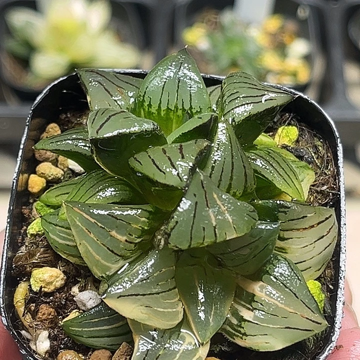 176双头丸叶云窗红纹寿锦