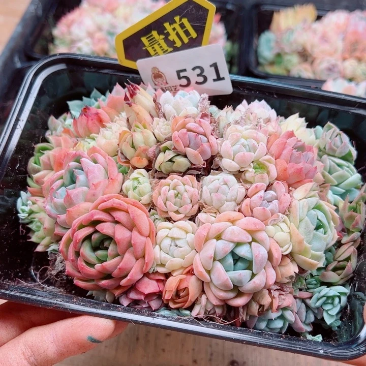 多肉植物多肉植物