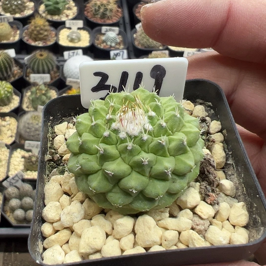 3119菊水实生仙人球