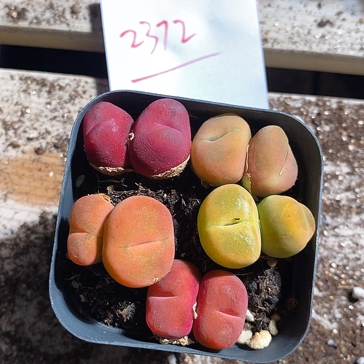 2372。     一组一组。