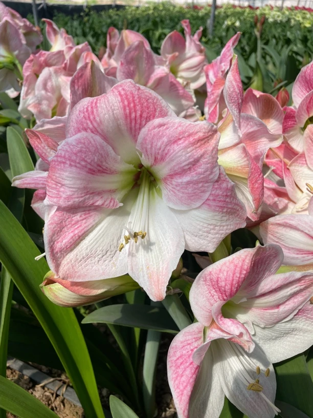 （樱花）单瓣朱顶红花后球折花剑发货保品种不保花损