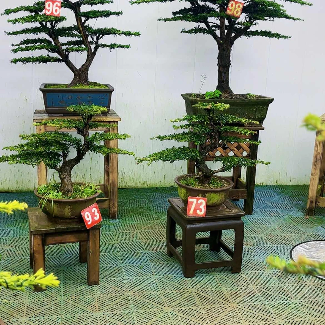 【闪购商品】无花朵