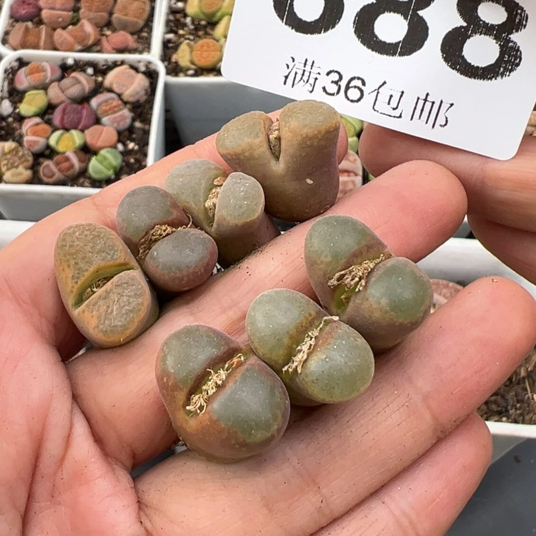 2.15好看的多肉688