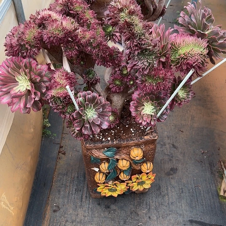 仙魔法师有朵有缀