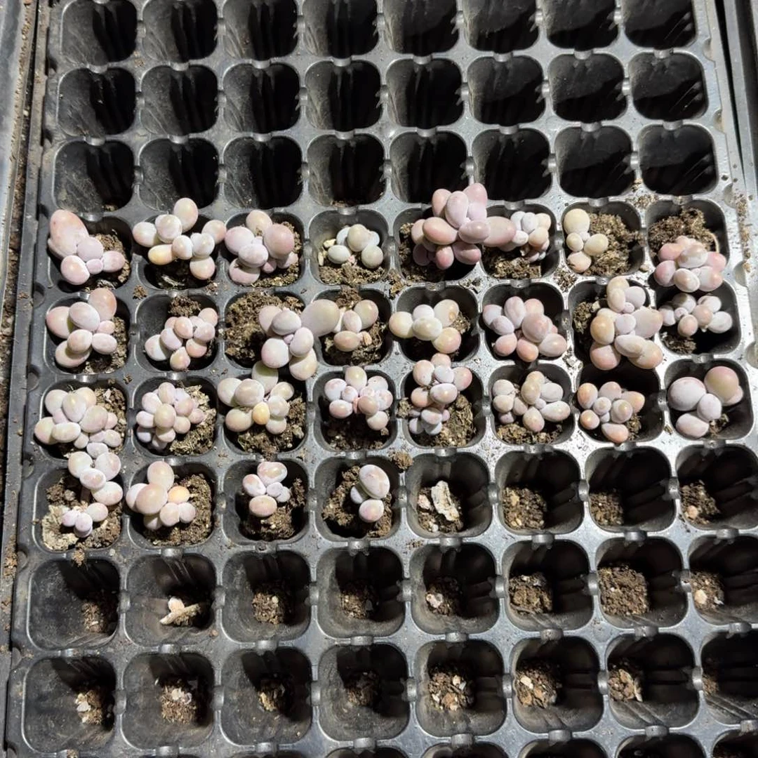 玉兰20颗一物一拍