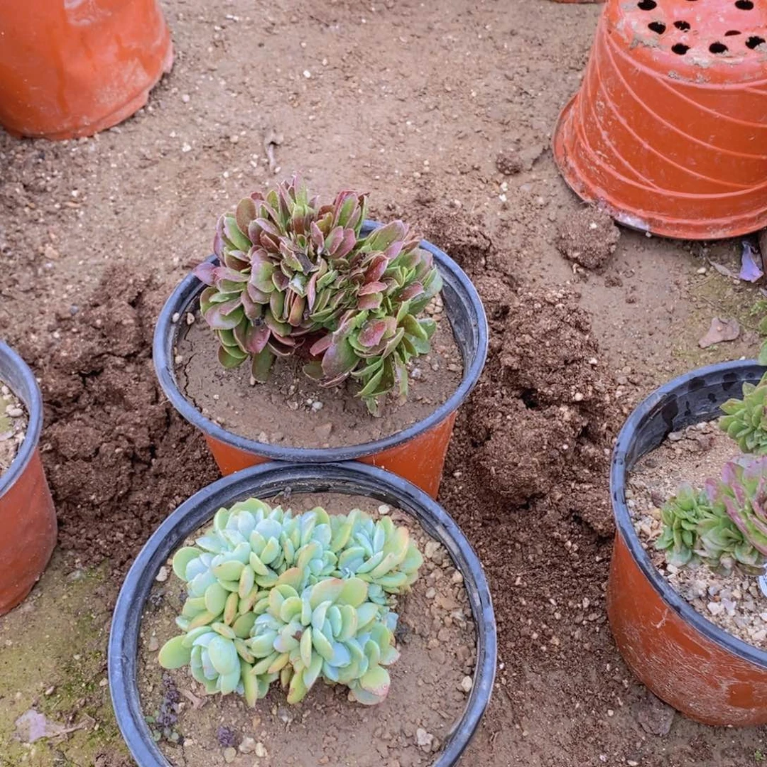 1766-67 号一物一拍多肉植物