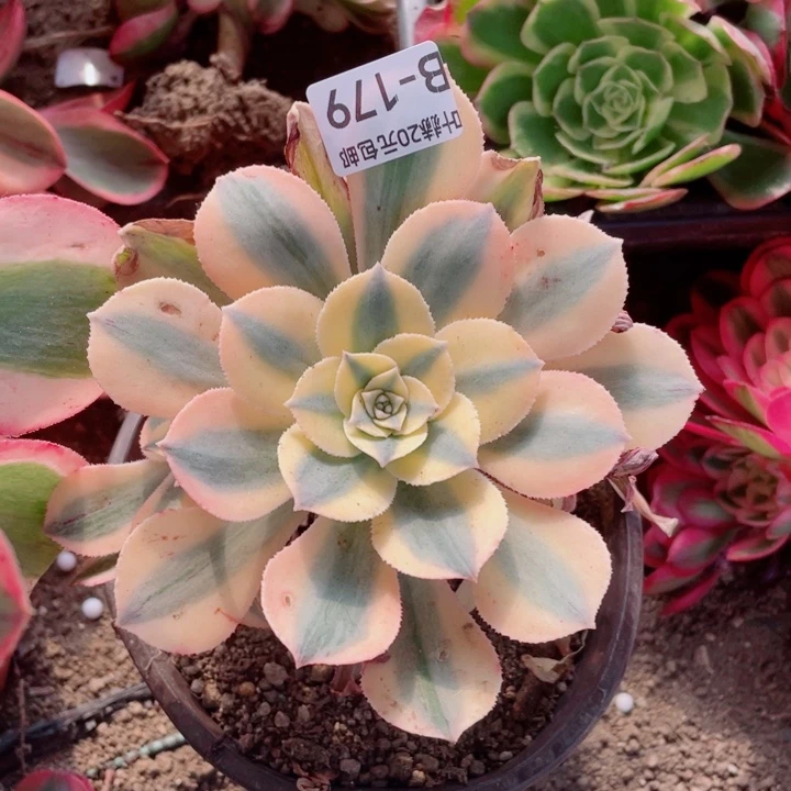 179灿烂20包邮1234578duorou