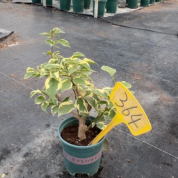 当前无花栽培后可以开花蜡染粉 原生小树头364