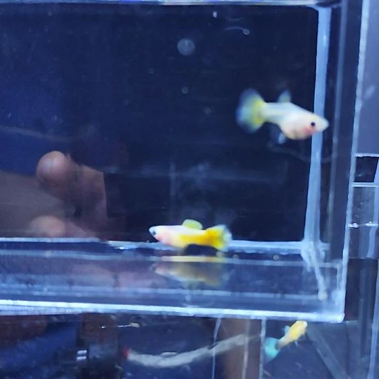 孔雀鱼35黄金玻璃猫一对