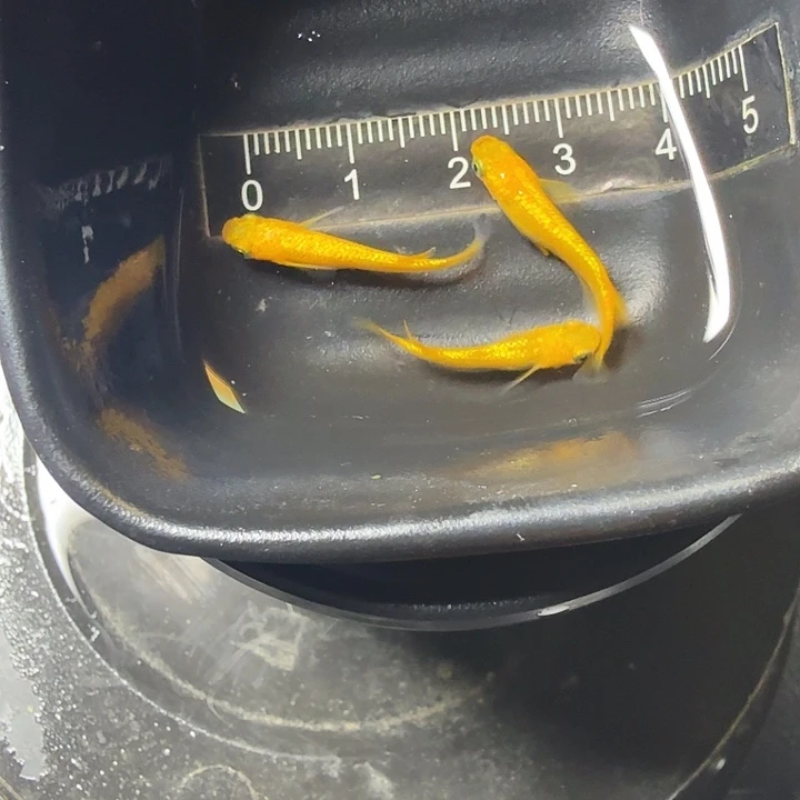 青鳉鱼76号拍品阳光3条
