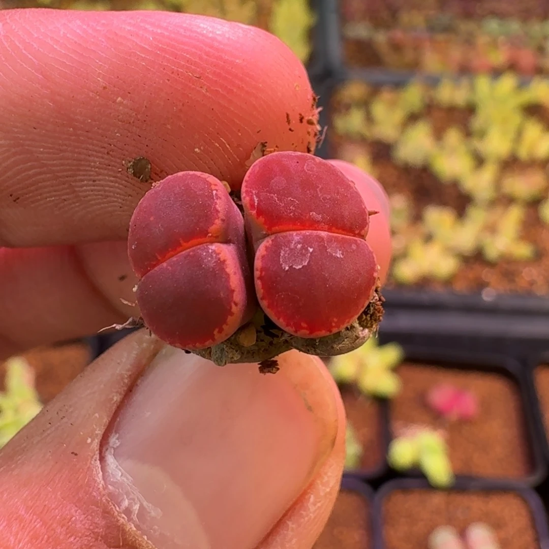 云缦精品番杏20.20