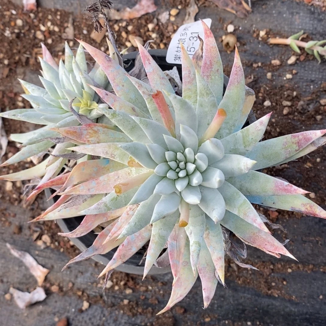 31号法瑞杂白菊呀