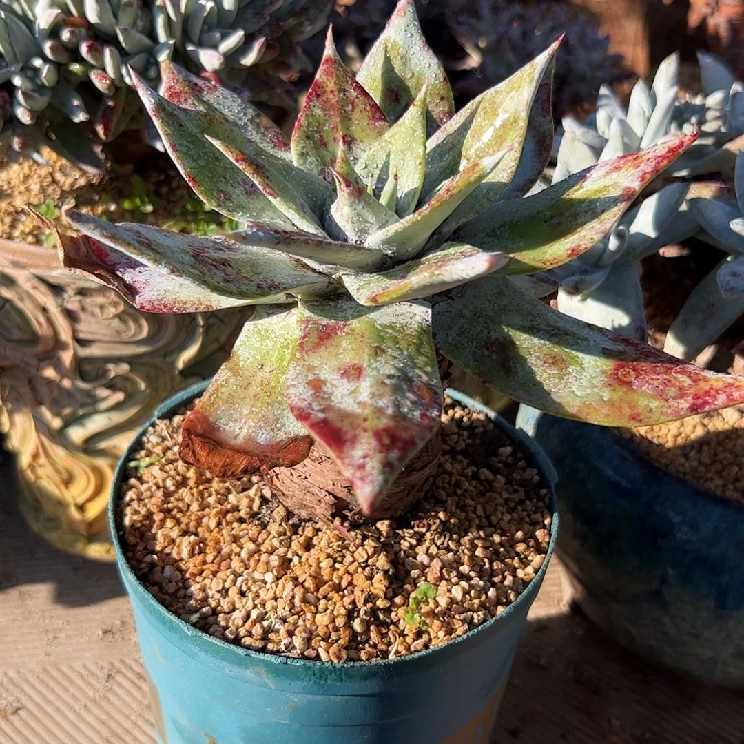 4628雪山仙女杯多肉