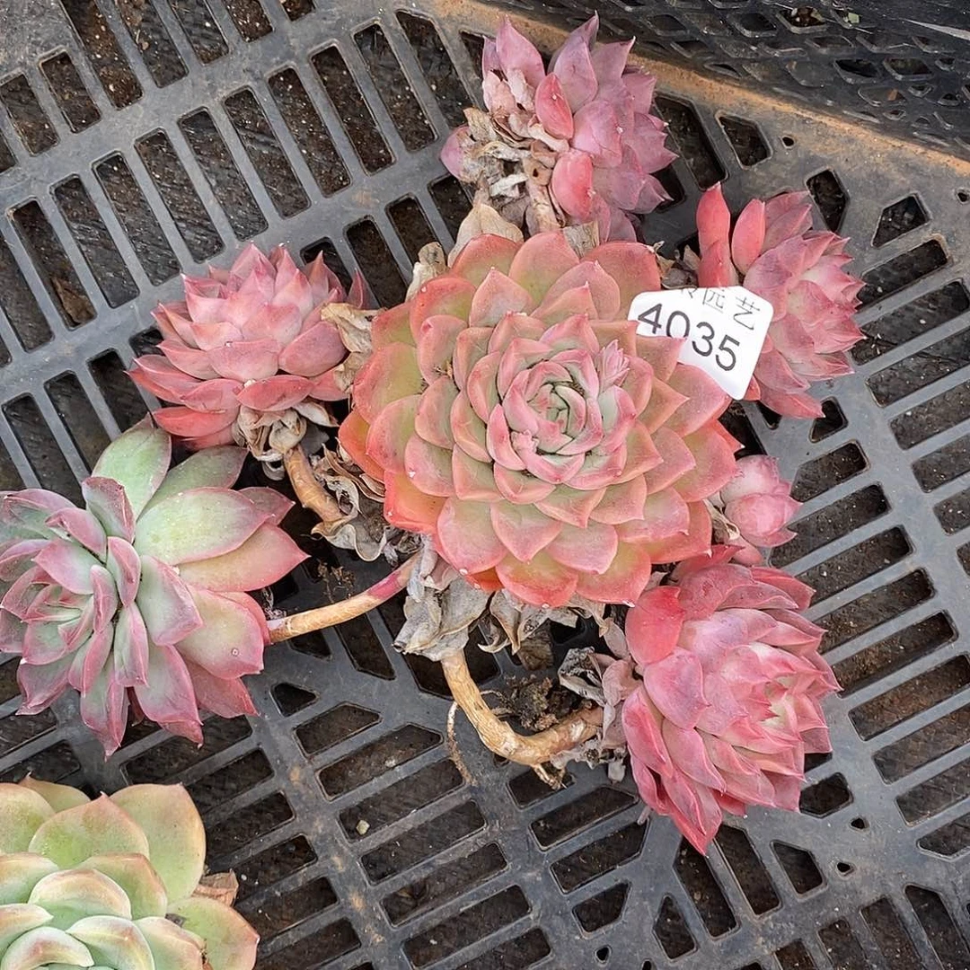 小***y4035散群掉头不售后-14厘米