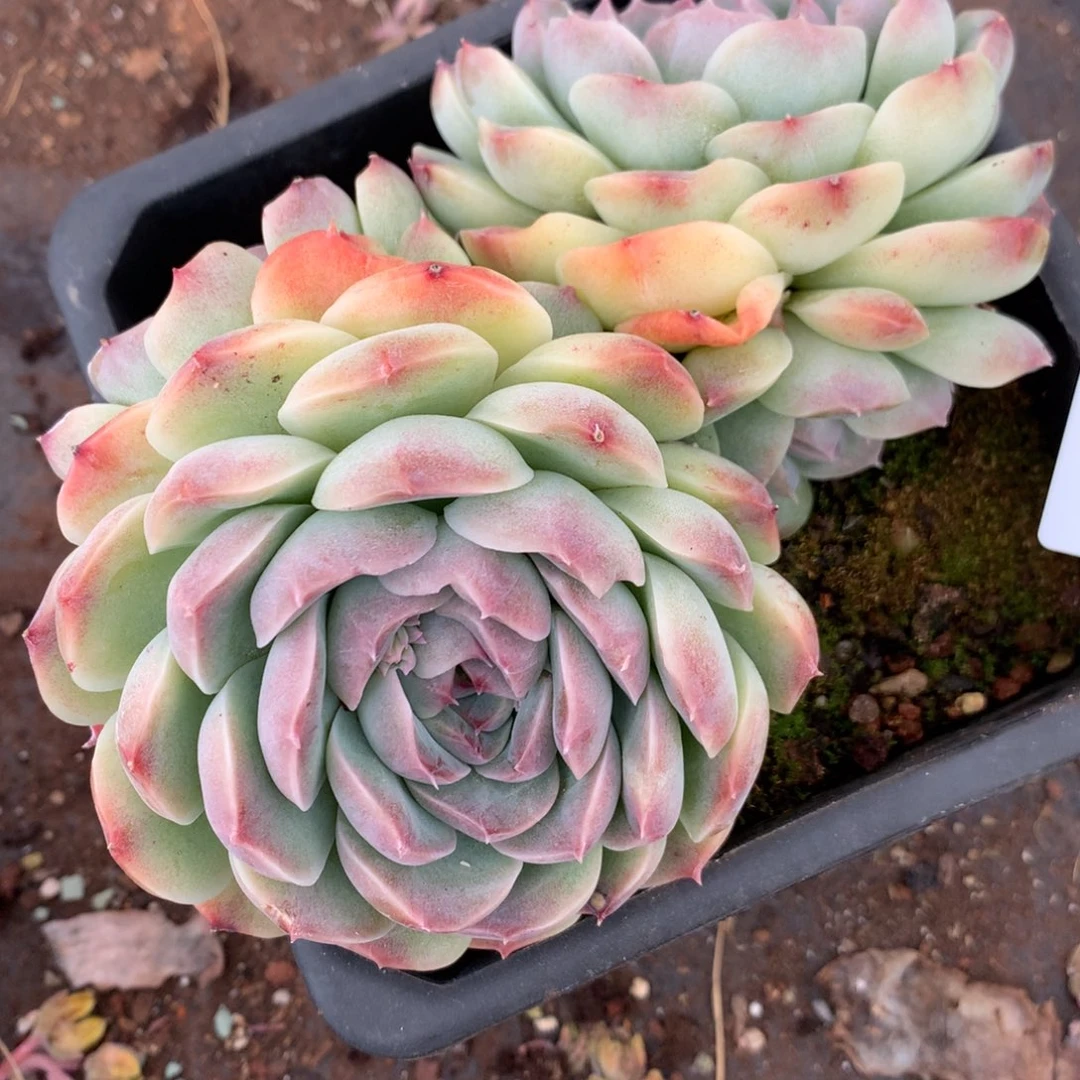 6365散群价不包整散杂交