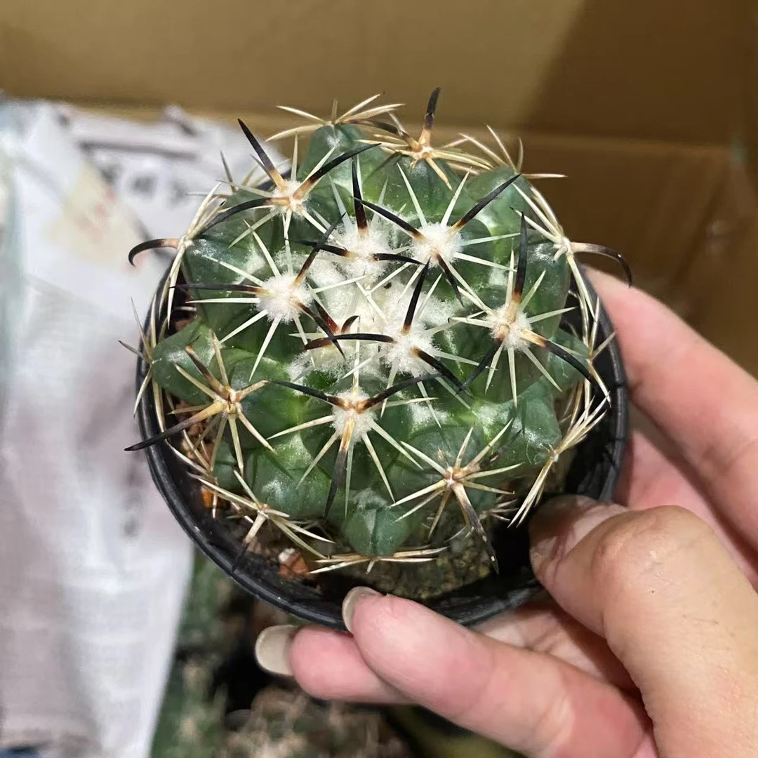 中号钢钉 仙人球植物漳州基地直发货 新手好养 室内外