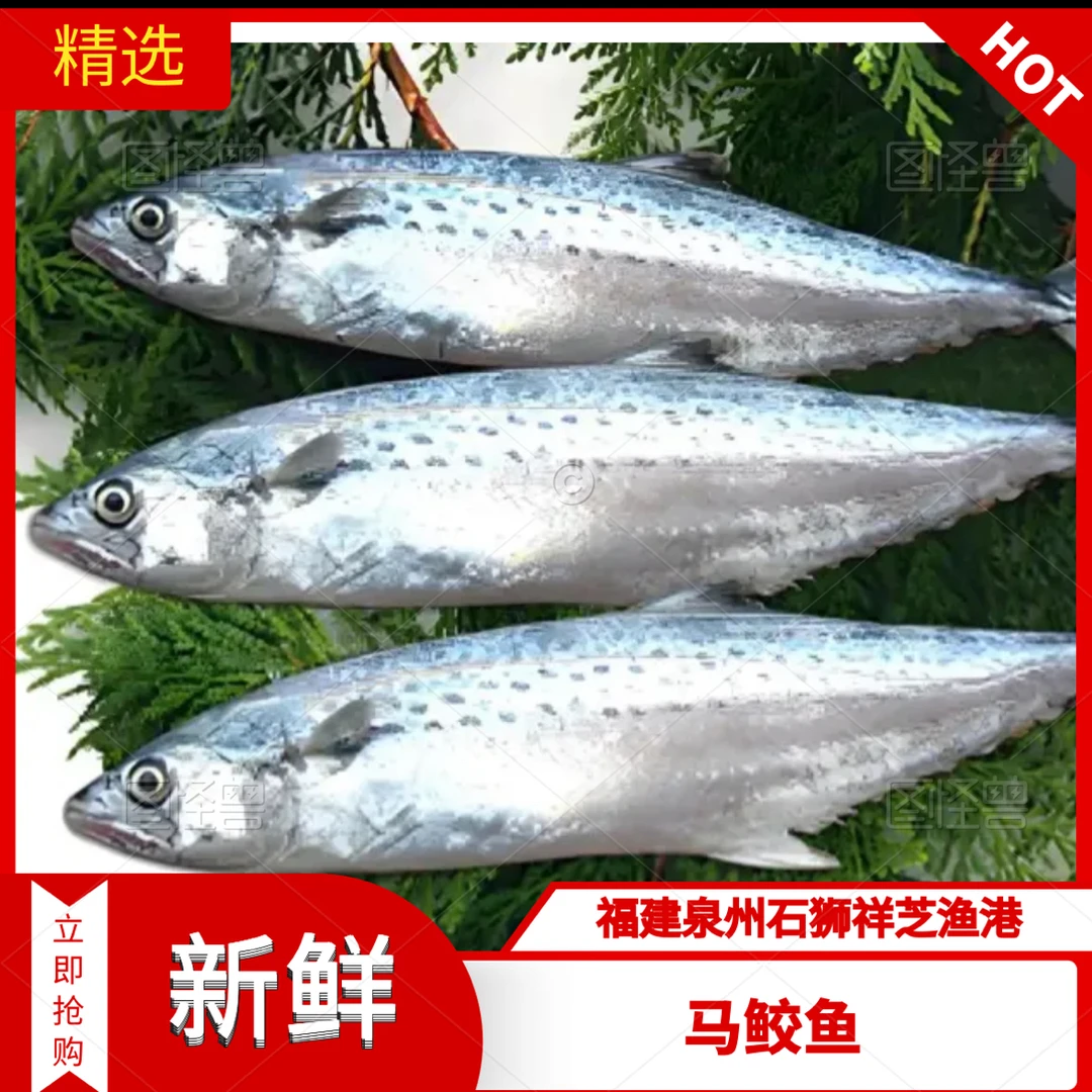 祥芝本港【马鲛鱼】