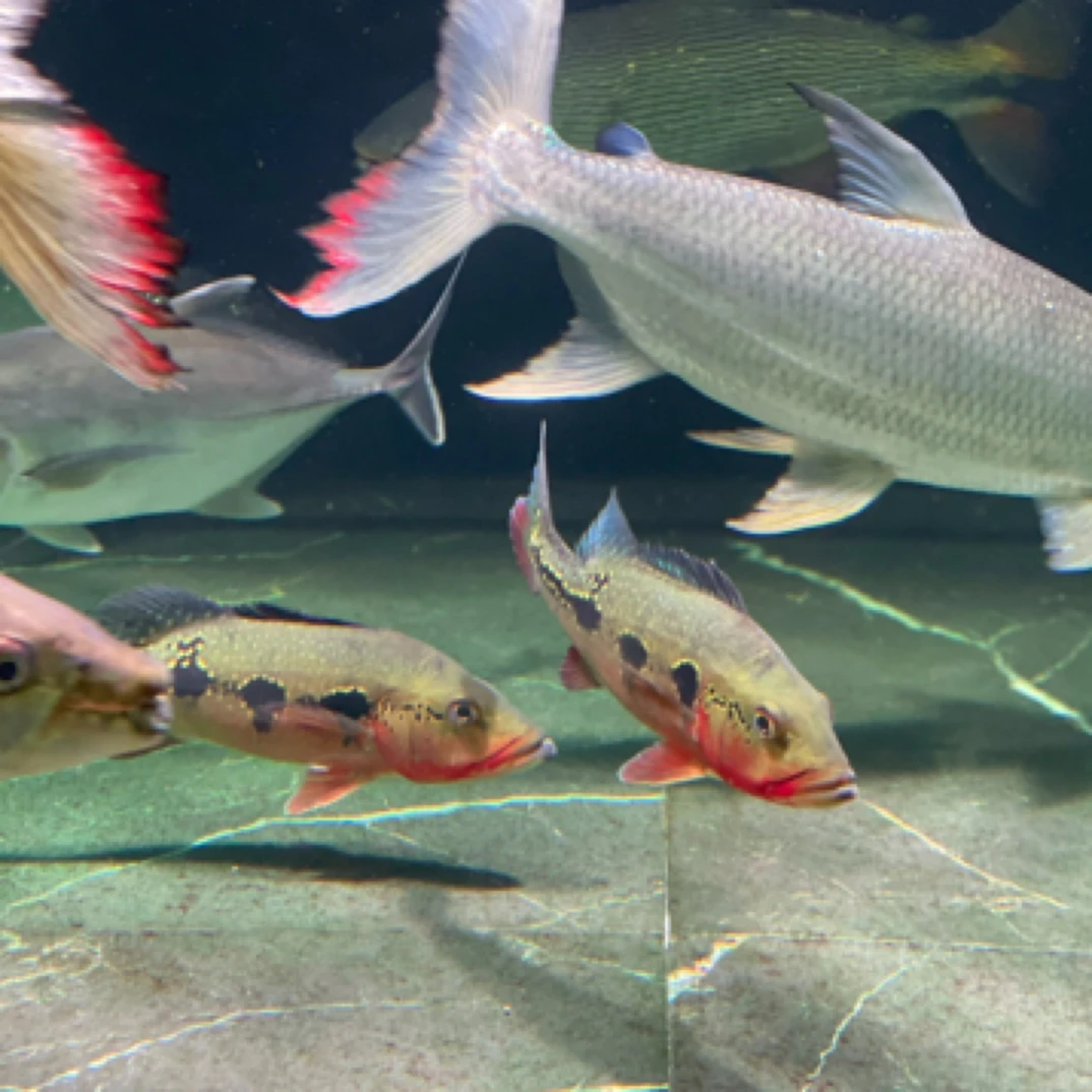 三间fogo鱼超火焰