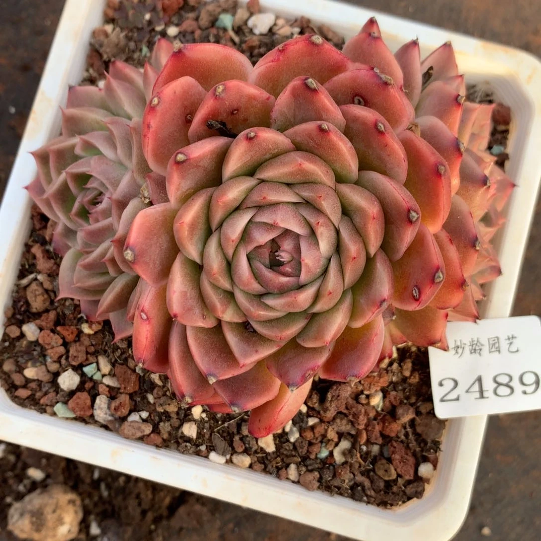 2489杂交精品基地13厘米