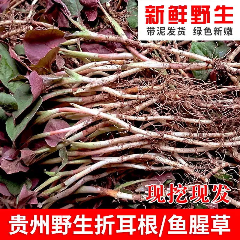 贵州野生折耳根现挖贵州大山折耳根带泥带叶新鲜野生鱼腥草