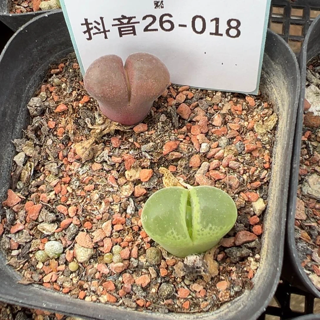 26-18肉锥多肉植物，