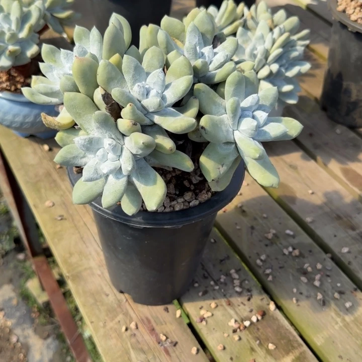 摩***女拇指仙女杯多肉植物