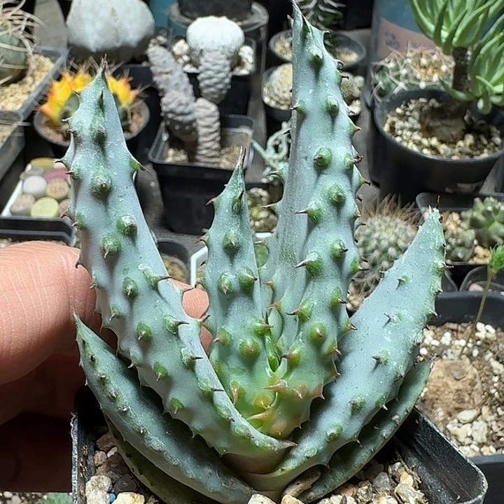 344强刺鬼切芦荟脱土发货