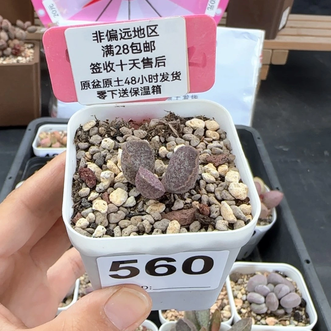 深*560青龙多肉植物