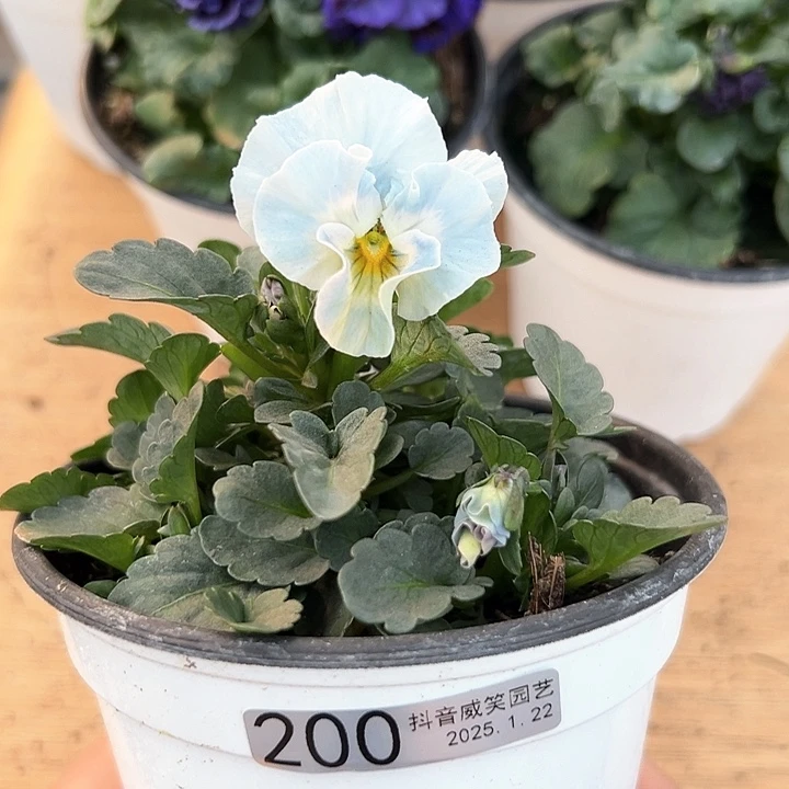 红陶抖音直播闪拍200