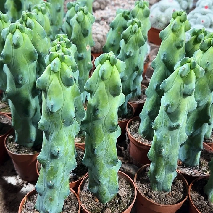 福禄寿111111111111111