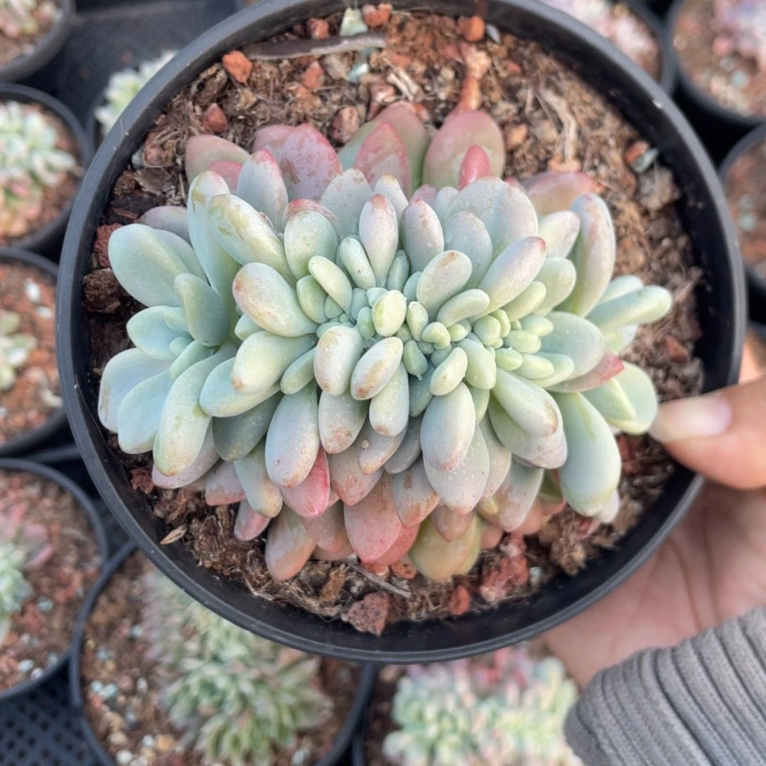 洛神缀化小树缀化