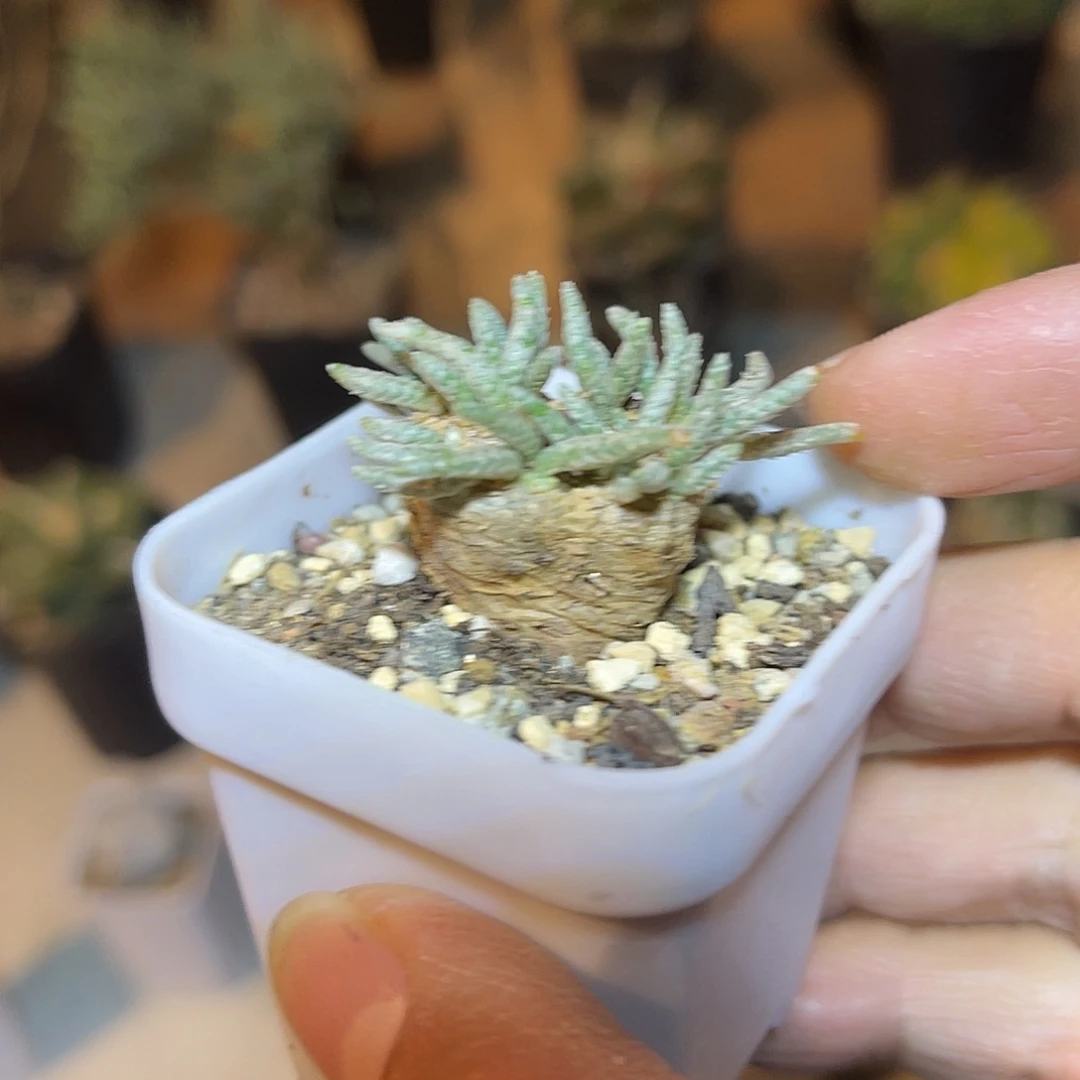 老家产地红花韧锦一物一拍