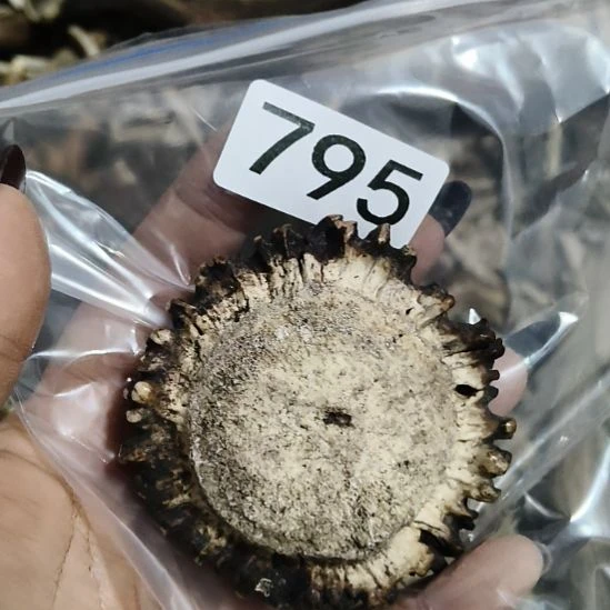 博***览鹿角鹿角鹿角鹿角鹿角鹿角