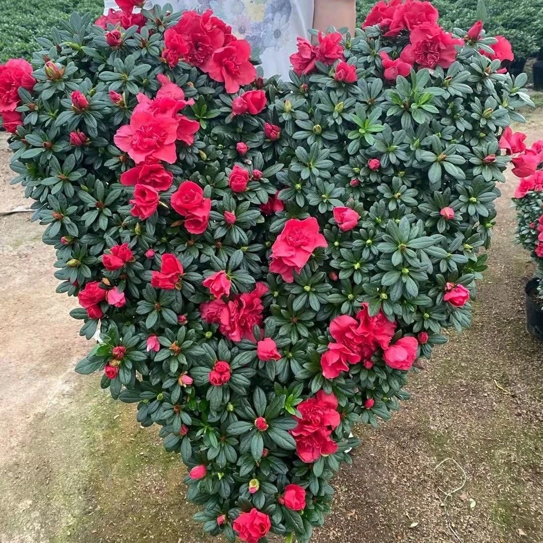 造型杜鹃花盆栽年宵花带花苞四季开花室内外好养易活