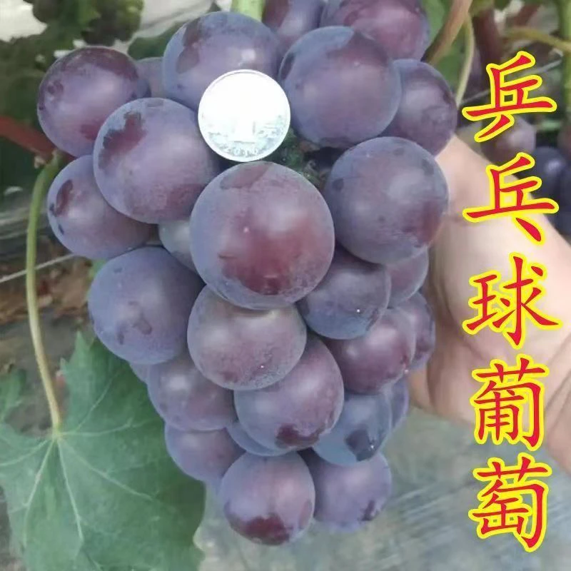 巨峰葡萄树地栽盆栽