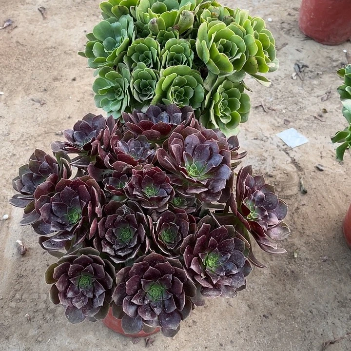 2棵玫瑰玫瑰玫瑰玫