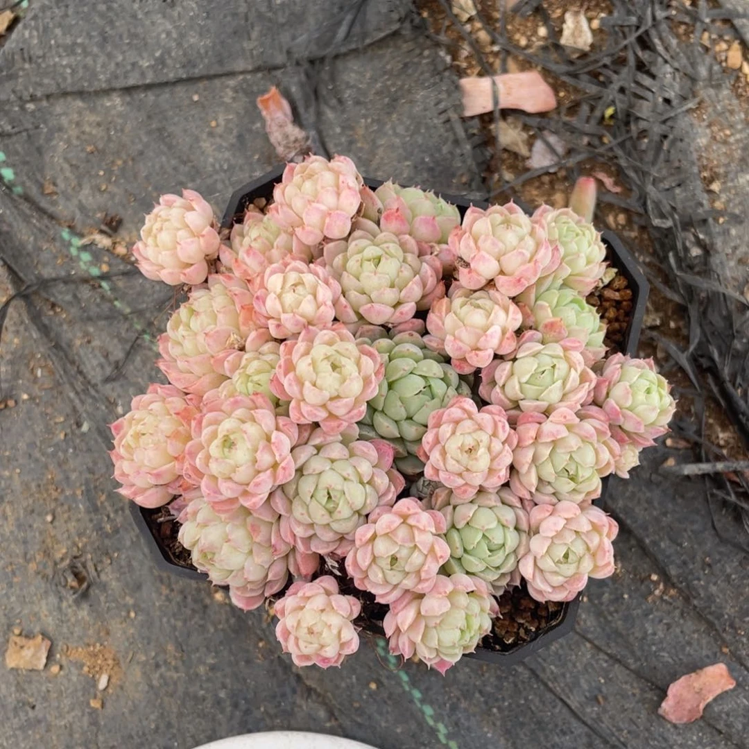 昇****a羊脂球多肉群生一个