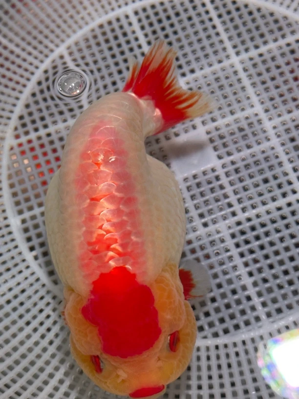 精品兰寿，花样多多