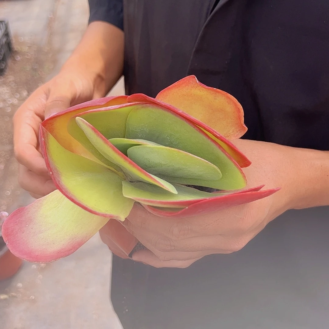 大单头小唐印三盆